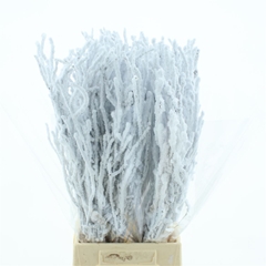 Betula Ov Klb 21% 60cm