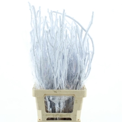 Betula Ov Klb 21% 90cm