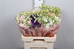 Eust G Gem In Fust 70cm