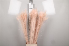 Pauwenveren 21% 110cm