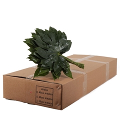 Fatsia Japonica Bs 40cm