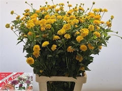 Heliopsis Hel Asahi 80cm