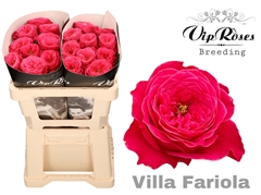 R Gr Villa Fariola
