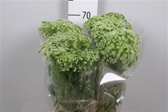 Ammi Visnaga 70cm