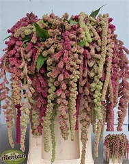 Amar Caud Mira 80cm