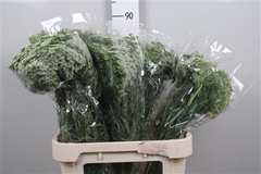 Ammi Visnaga 80cm