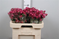 R Tr Purple Queen 60cm 55+