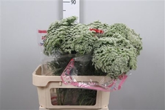 Ammi Visnaga 80cm