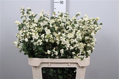 Sympho Mag Lemo Lime 80cm