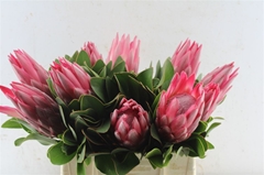 Protea Madiba 40cm