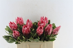 Protea Madiba 50cm
