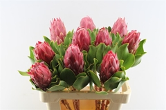Protea Red Rex 60cm