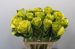 Brassica Painted Yellow