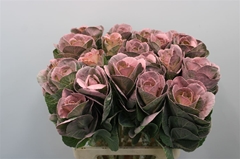 Brassica Painted Pink
