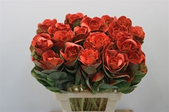 Brassica Painted Red