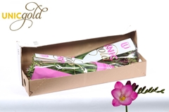 Fr En Pink Passion 52cm 22gram 23