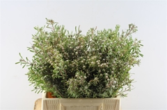Leucad Galpinii 40cm