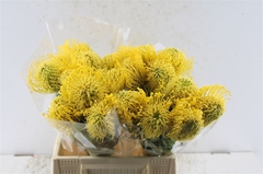 Leuco Nut High Gold 40cm
