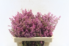 Erica Bicolor 50cm