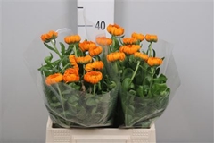 Calend Green Spot Or 42cm