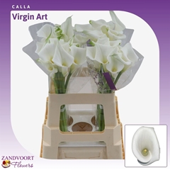Zant Virgin Art 65cm
