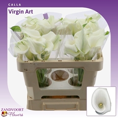 Zant Virgin Art 50cm
