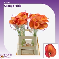 Zant Orange Pride 65cm