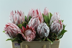 Protea Cynaroides 50cm