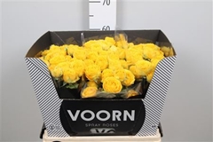 R Tr Lun Trendsetter 60cm 55+