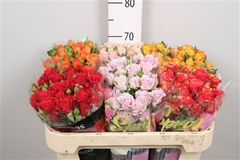 R Tr Mixed In Box 70cm 45+