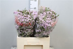 Chame Un Danc Queen 60cm 45gram 24