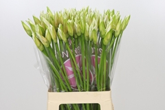 Ne Bo Bianca Perla 65cm