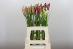 Ne Bo Gem In Bunch 60cm