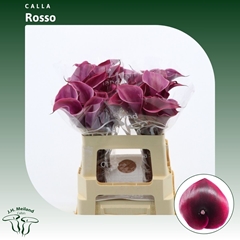 Zant Rosso 55cm