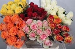 R Gr Mixed In Bucket 50cm