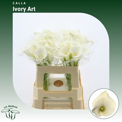 Zanted Ivory Art 55cm
