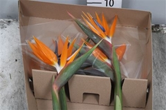 Strelitzia Bloem 70cm