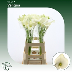 Zant Capt Ventura 70cm