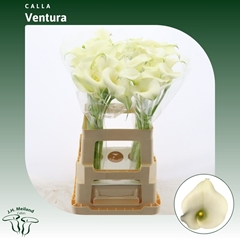 Zant Capt Ventura 65cm