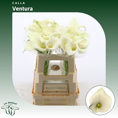 Zant Capt Ventura 55cm