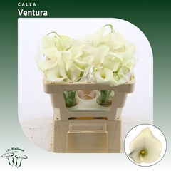 Zant Capt Ventura 50cm