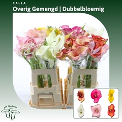 Zant Gem In Fust 60cm