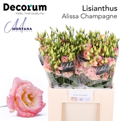 Eust G Alissa Champ 60cm