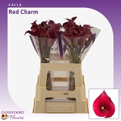 Zanted Red Charm 60cm