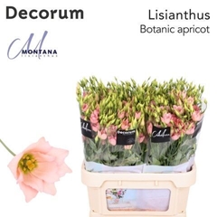Eus G Botan Apricot 60cm