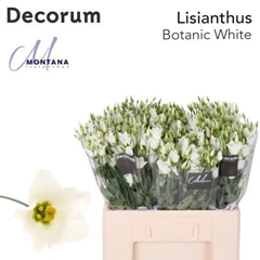 Eus E Botan White 60cm