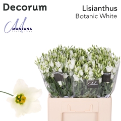 Eus E Botan White 60cm