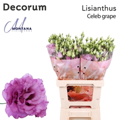 Eust G Celeb Grape 60cm
