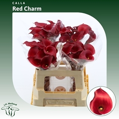 Zanted Red Charm 55cm