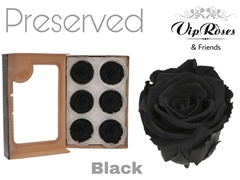 R Preserved Black